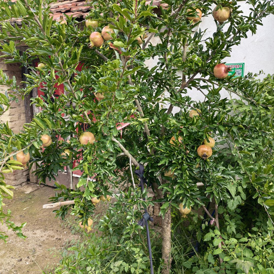 幸福