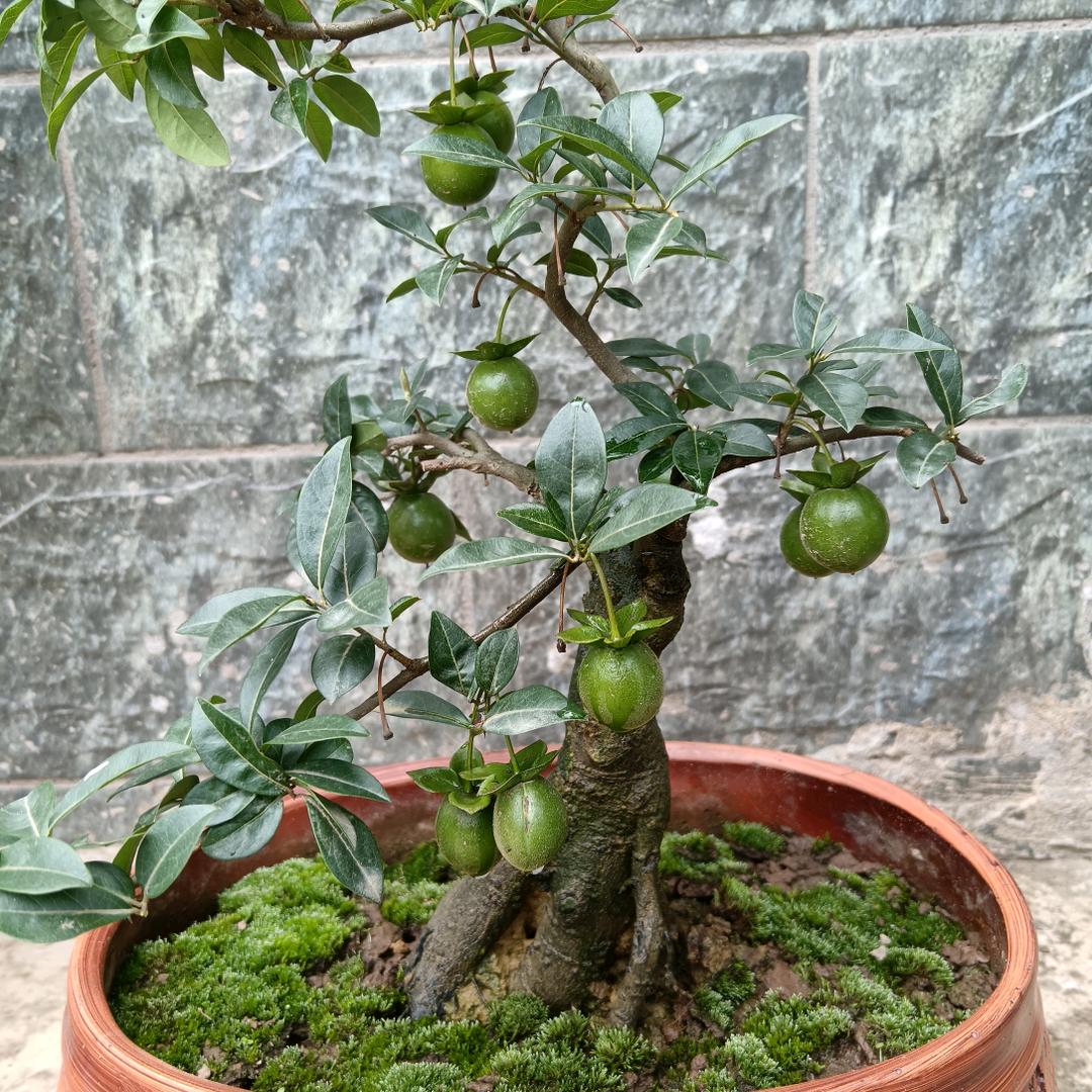 弹林金弹子园艺场