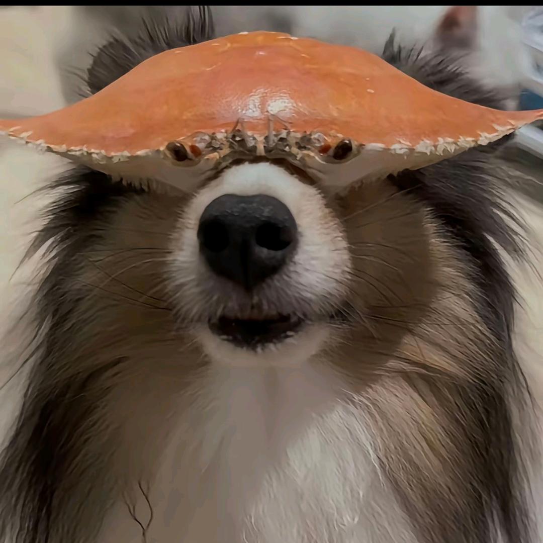 小猫要吃汉堡儿