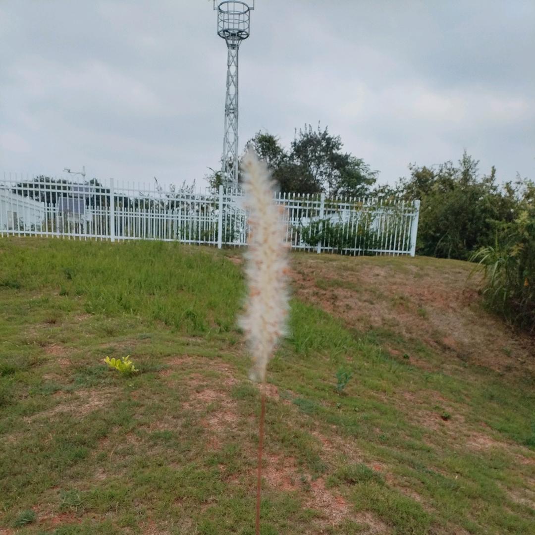 余鱼吖