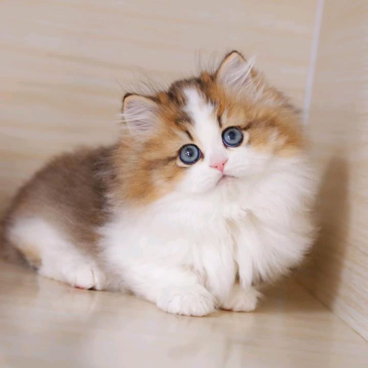 天选卖猫打工人-主子在上