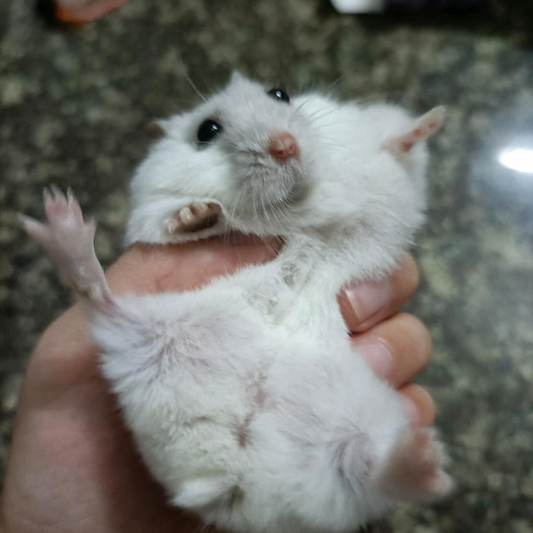 *奶糖