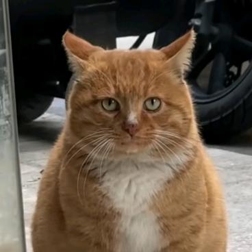 励志取掉小米24k