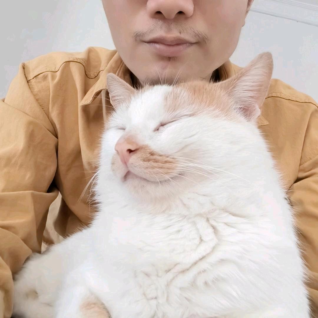 葫芦娃猫语十级