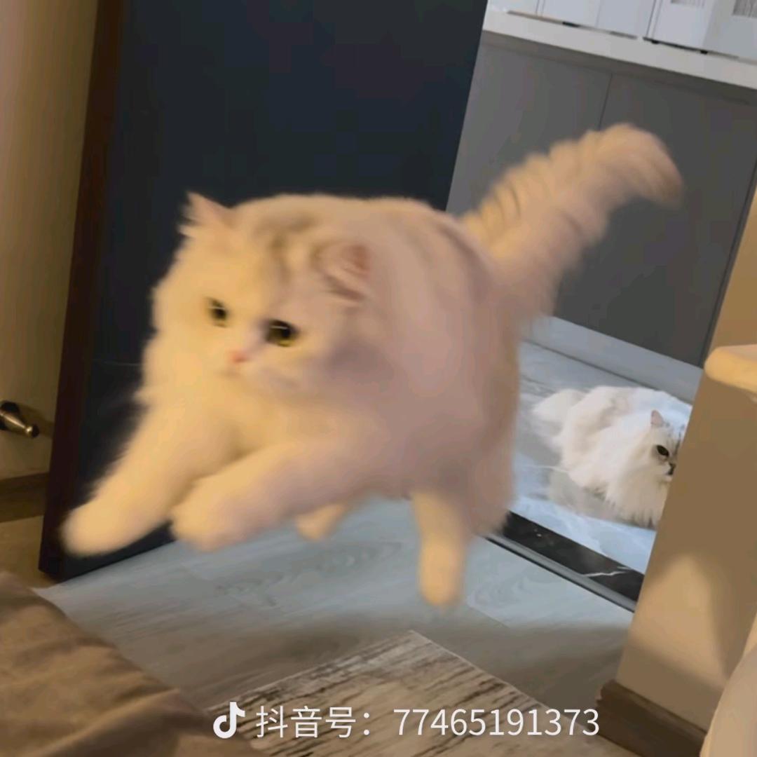 vv