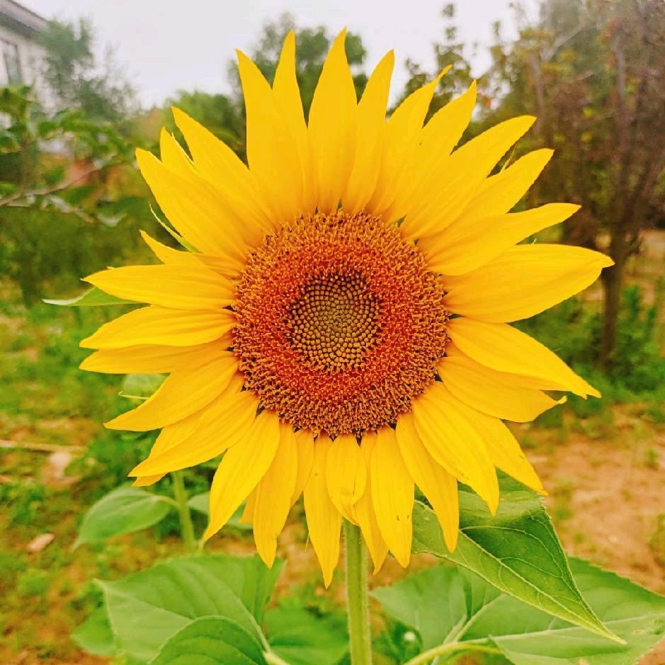 慧慈