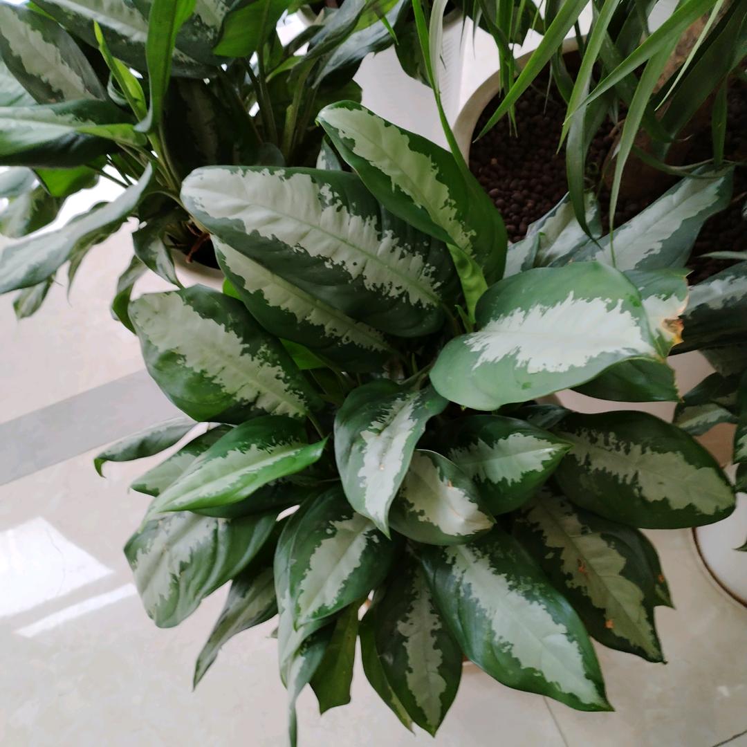齐鲁