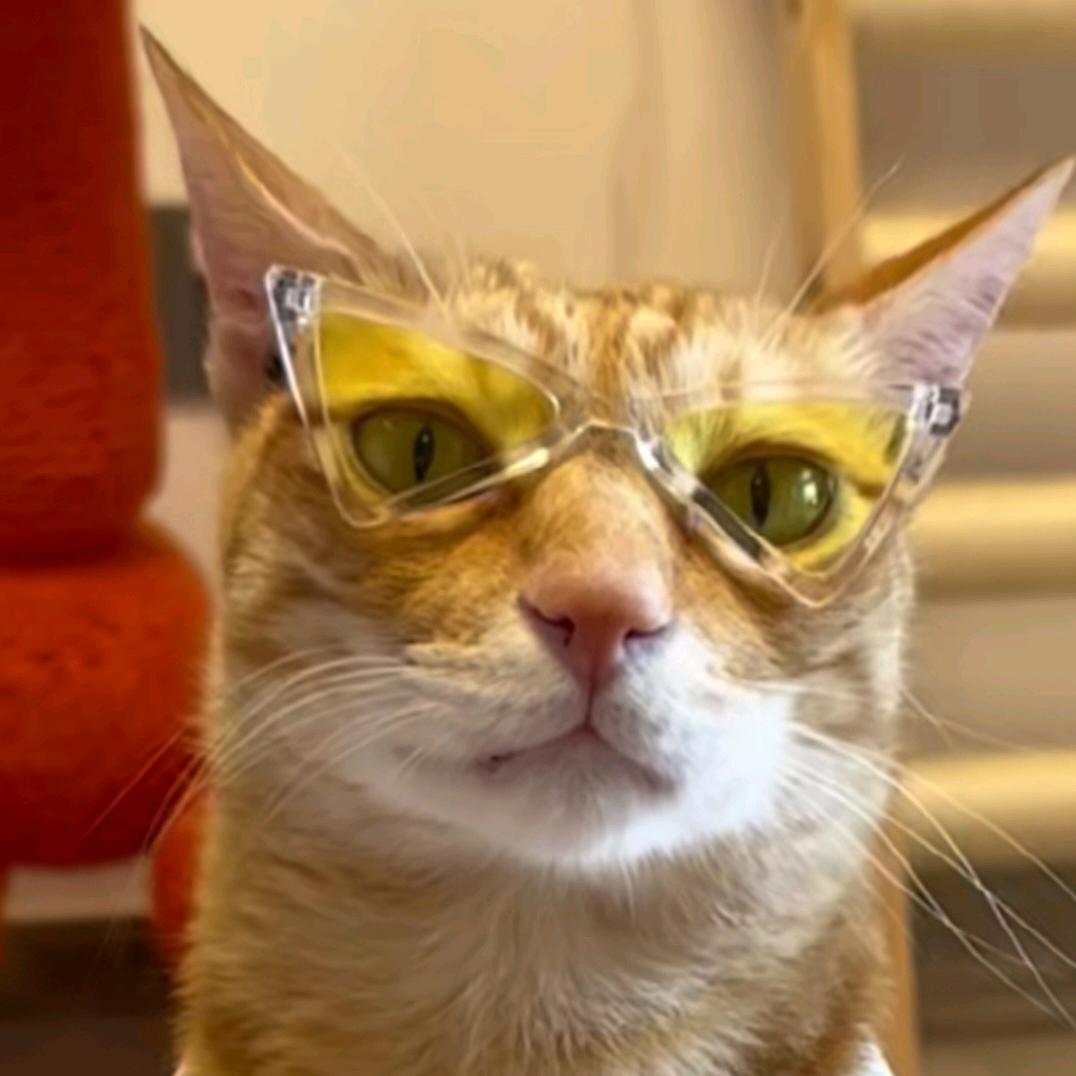 猫咪爱上我的烤冷面