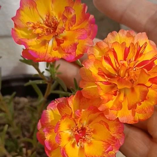 花燃四季