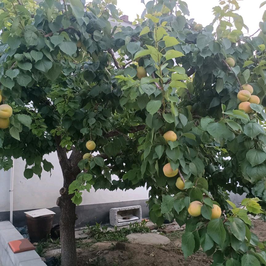 我命由我不由天