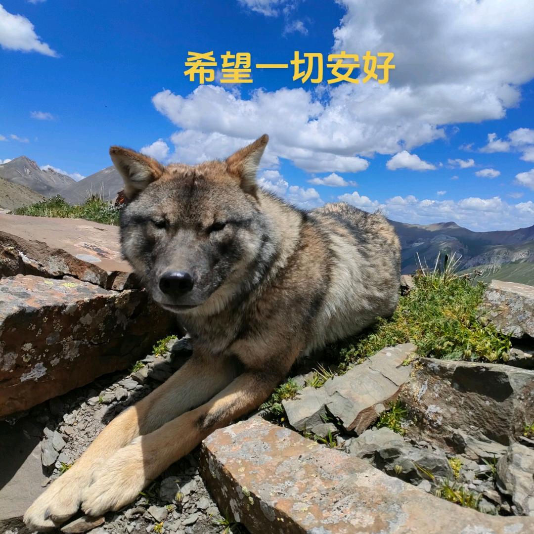 （格拉流浪记）