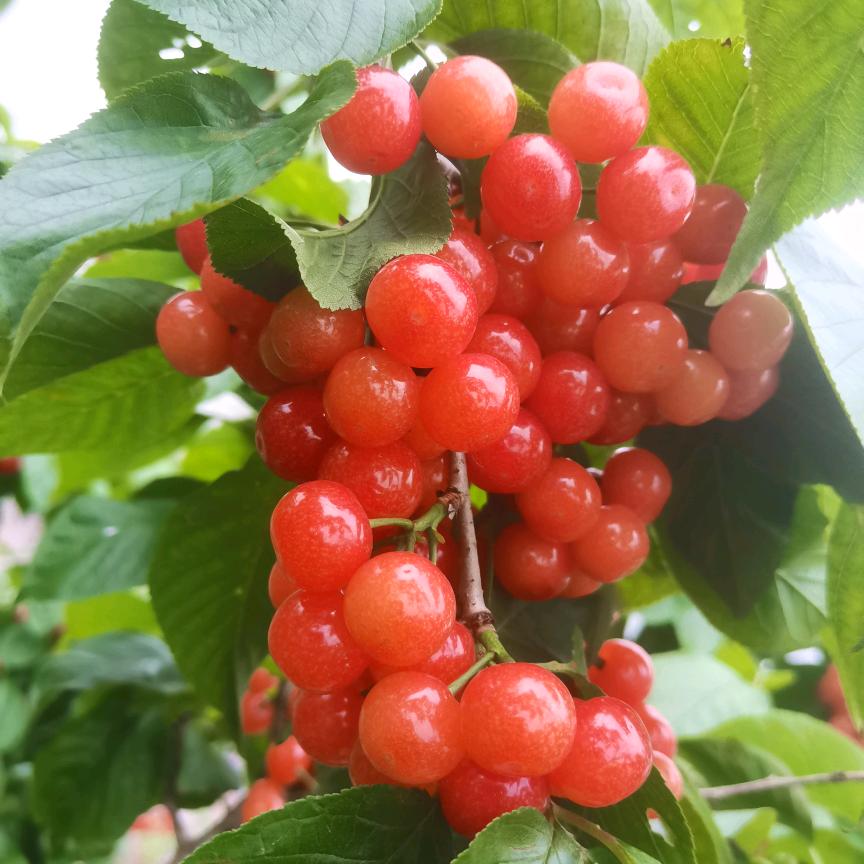海门雷强卖樱桃