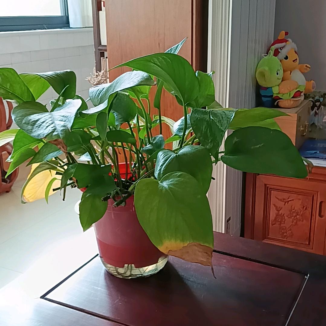 杜鹃（晚上8:30开直播）