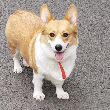 小辣椒就是小柯基