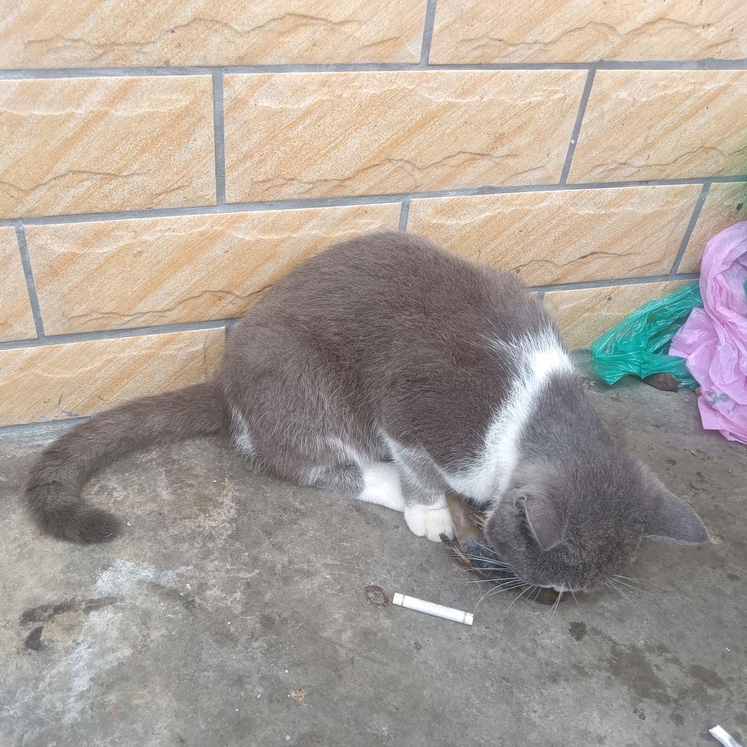 67毛毛瘦波“螳螂”