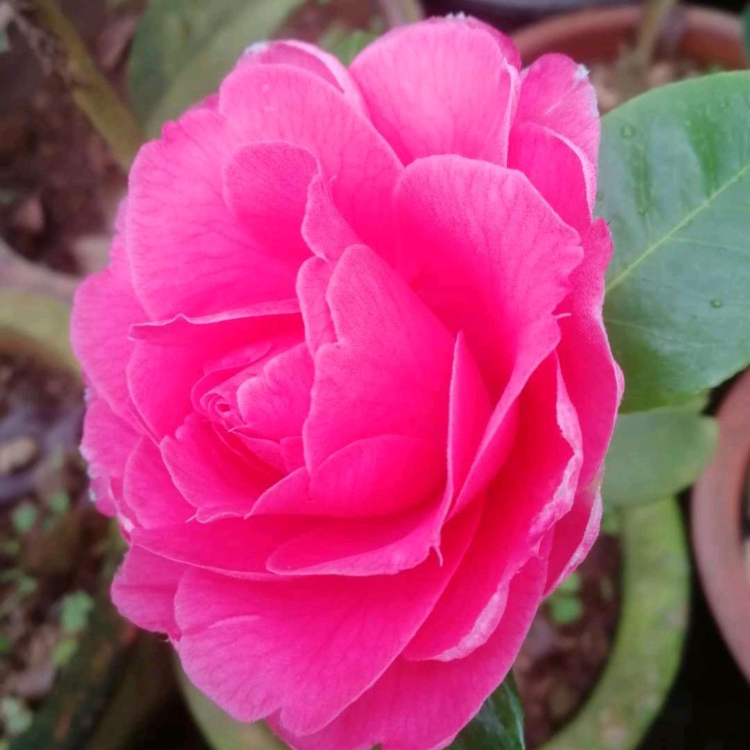 光山县绿源花卉基地：卢鹏