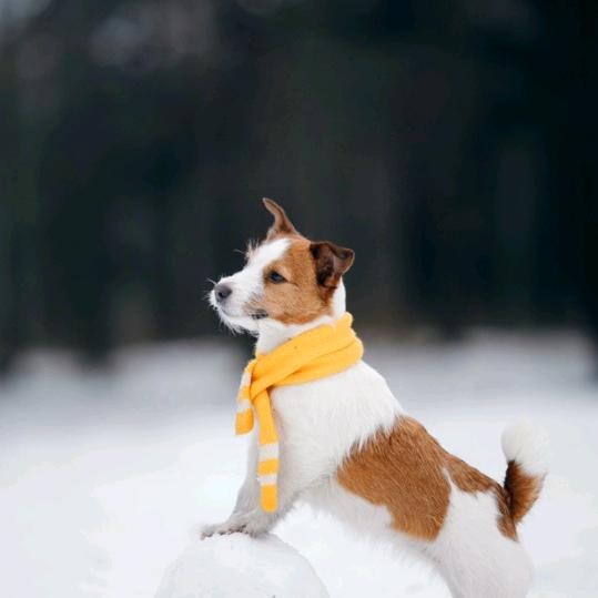 踏雪寻猫
