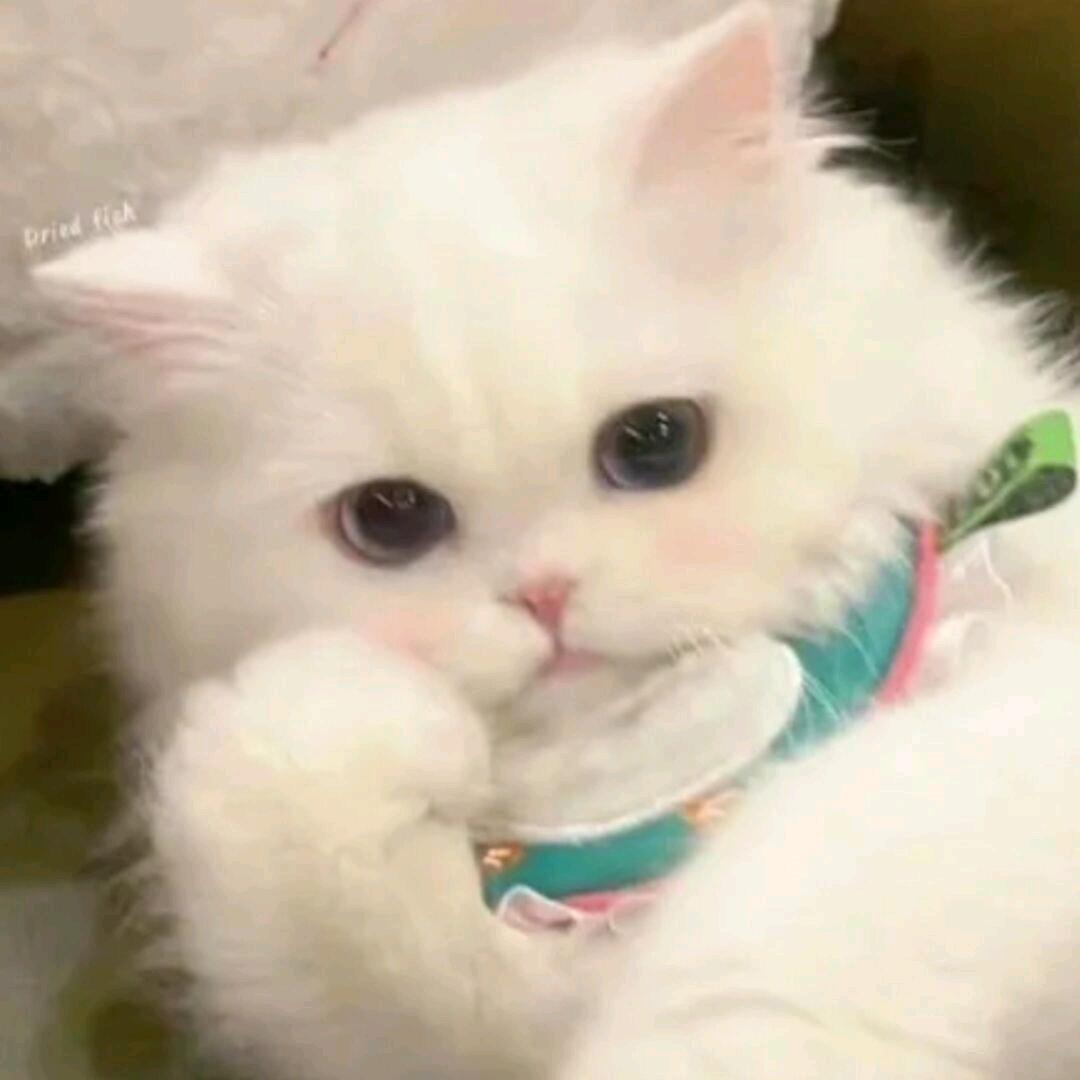爱小熊宝宝