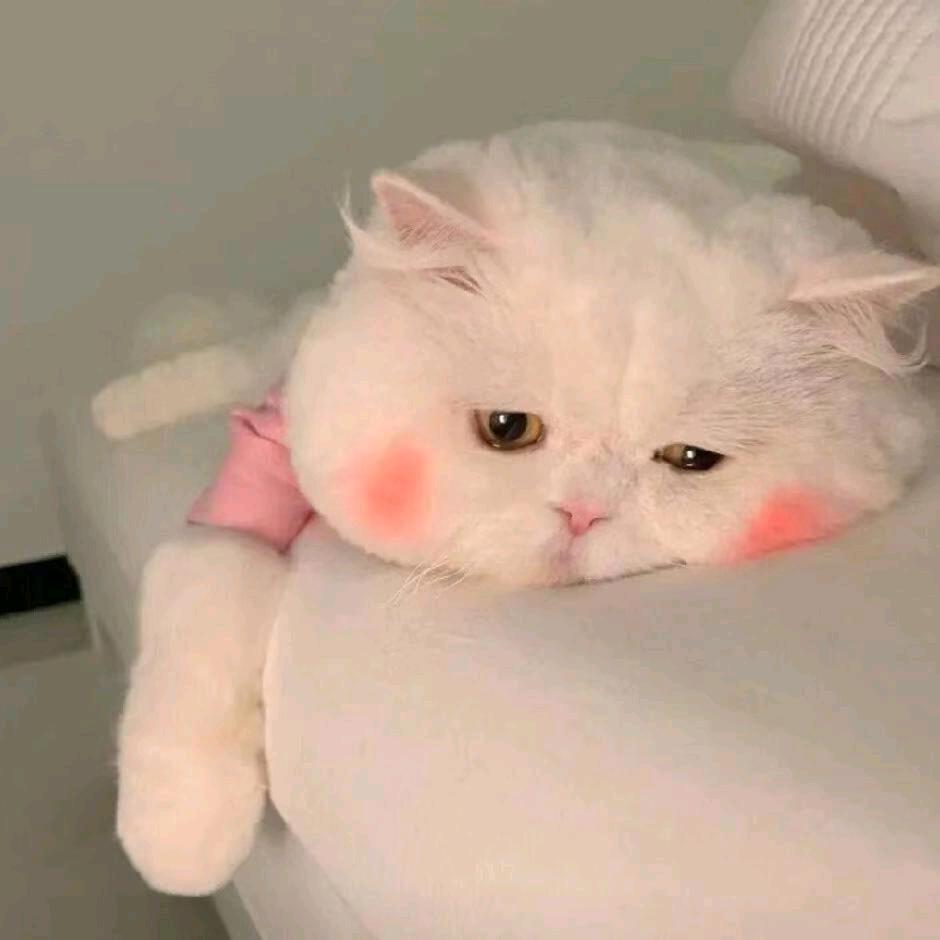 兰兰似星辰
