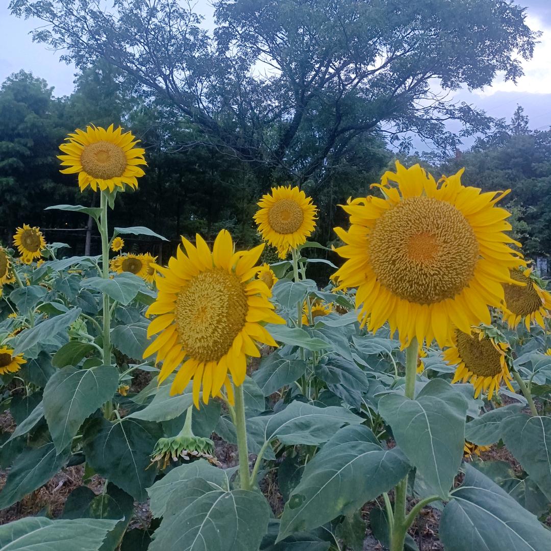 自由🌻自在