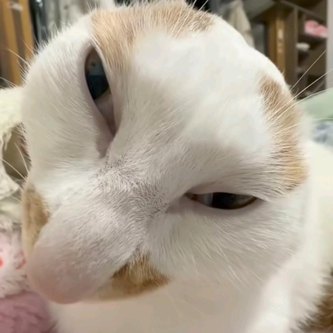 庞三曼儿
