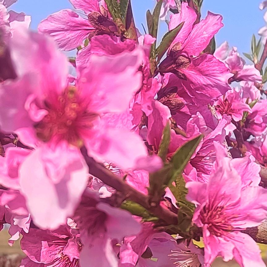 💞淡看🌺花开💞