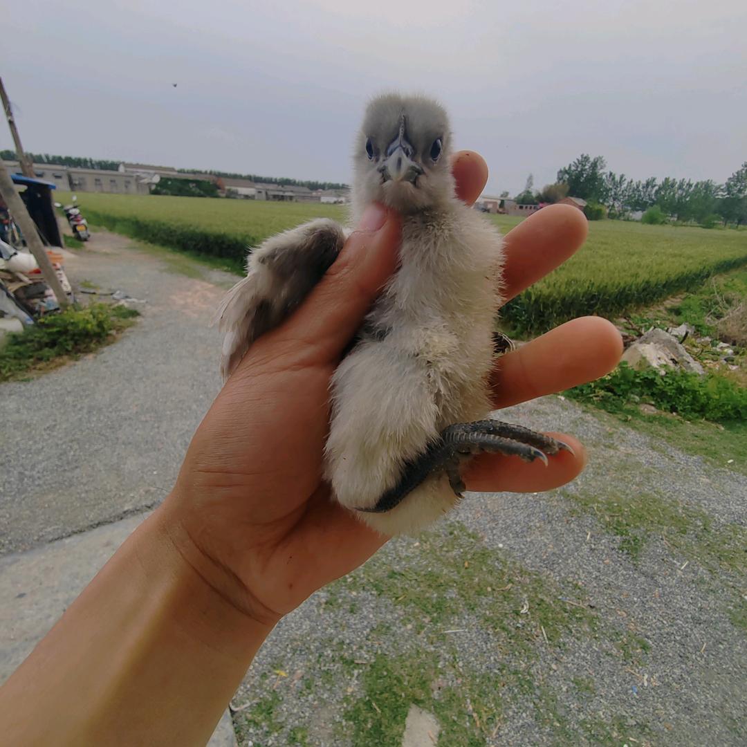小豆包