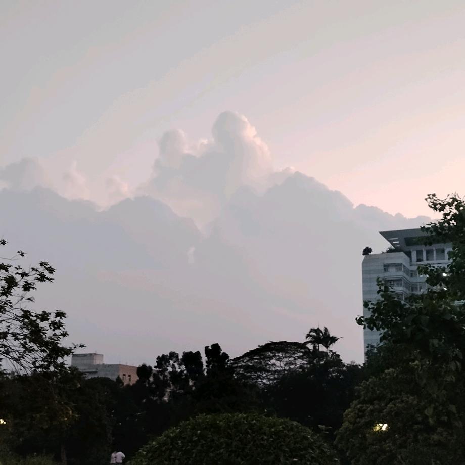 乌桕