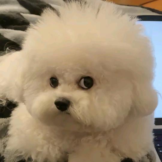 豆豆是只小比熊