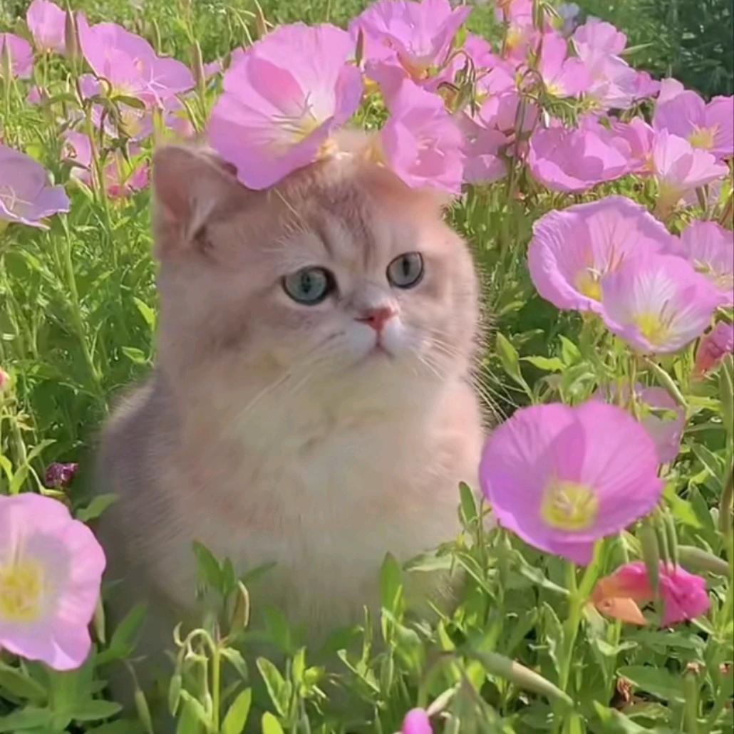 糖果果🟥🟧🟨🟩🟫⬜️𓆡