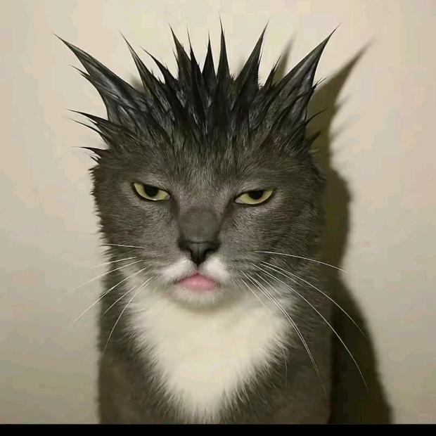 ╲　　　╭
