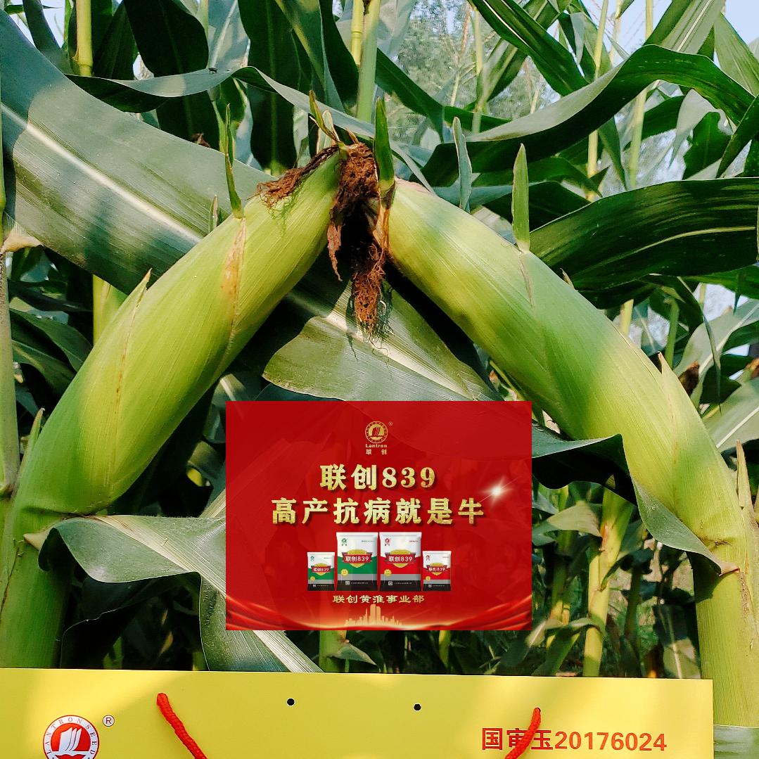 联创小农人