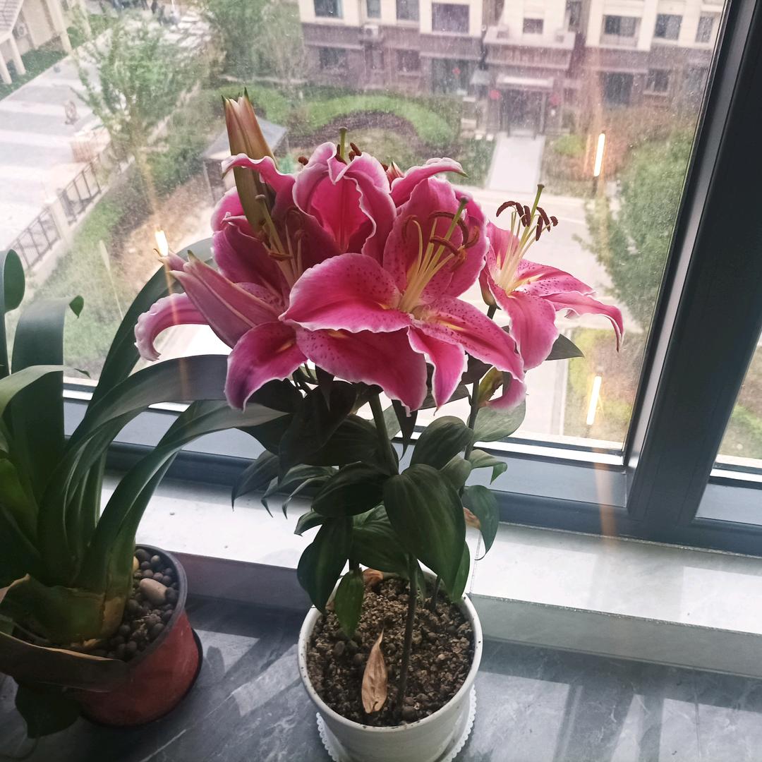 🌸🌸香    岁月静好