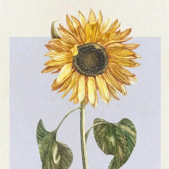 向日葵🌻