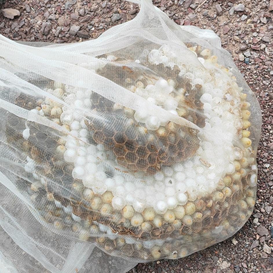 六哥专业追峰小号