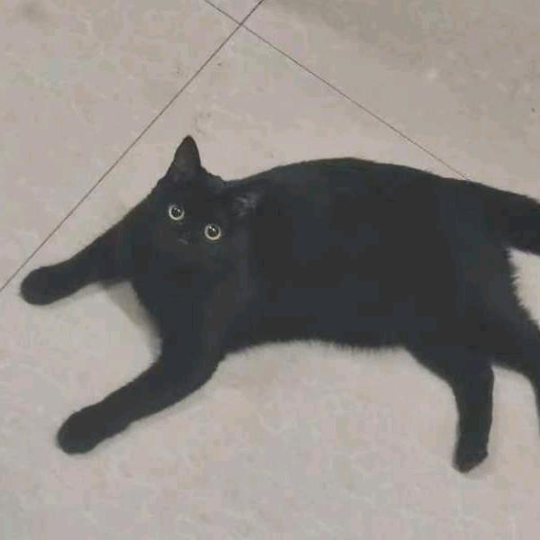 猫仐仐仐仐