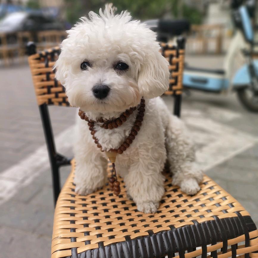 小比熊（馕豆）