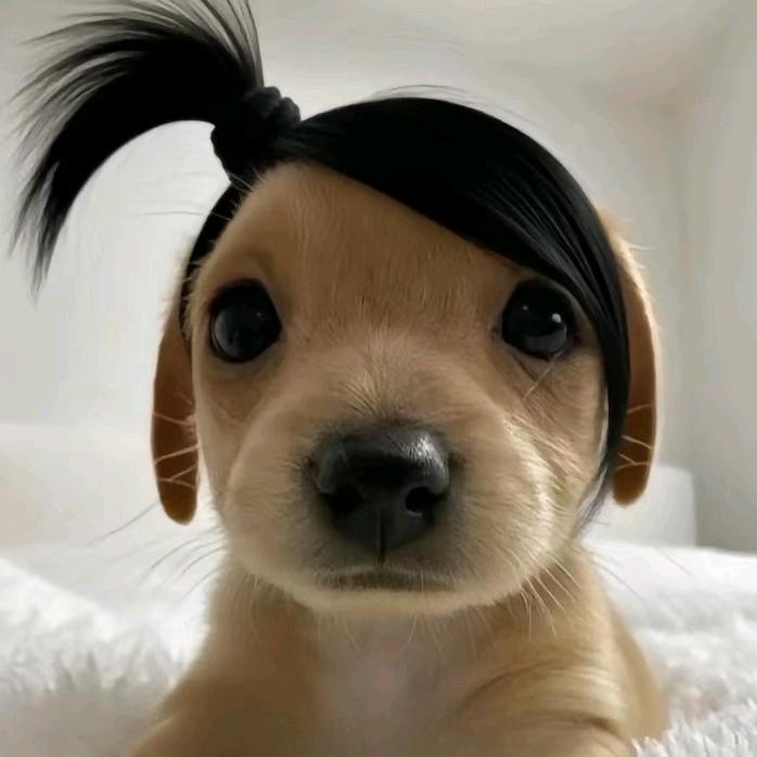 淅烯