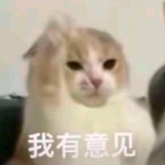 猫猫队长出击
