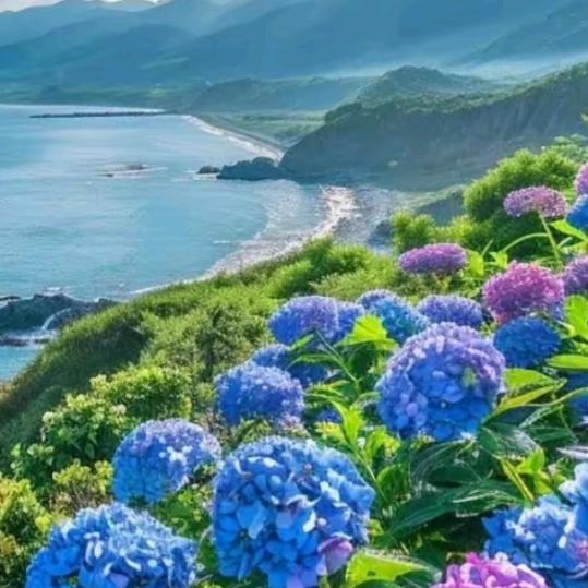 🐬肇高园艺🐠🐟