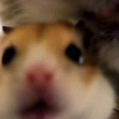 小羊是傻瓜