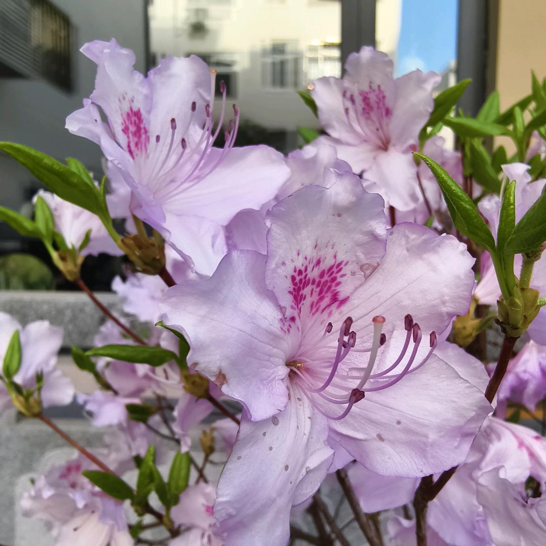 芋头妮