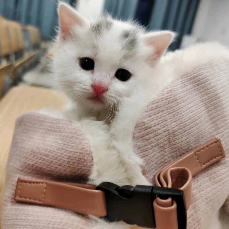 即梦