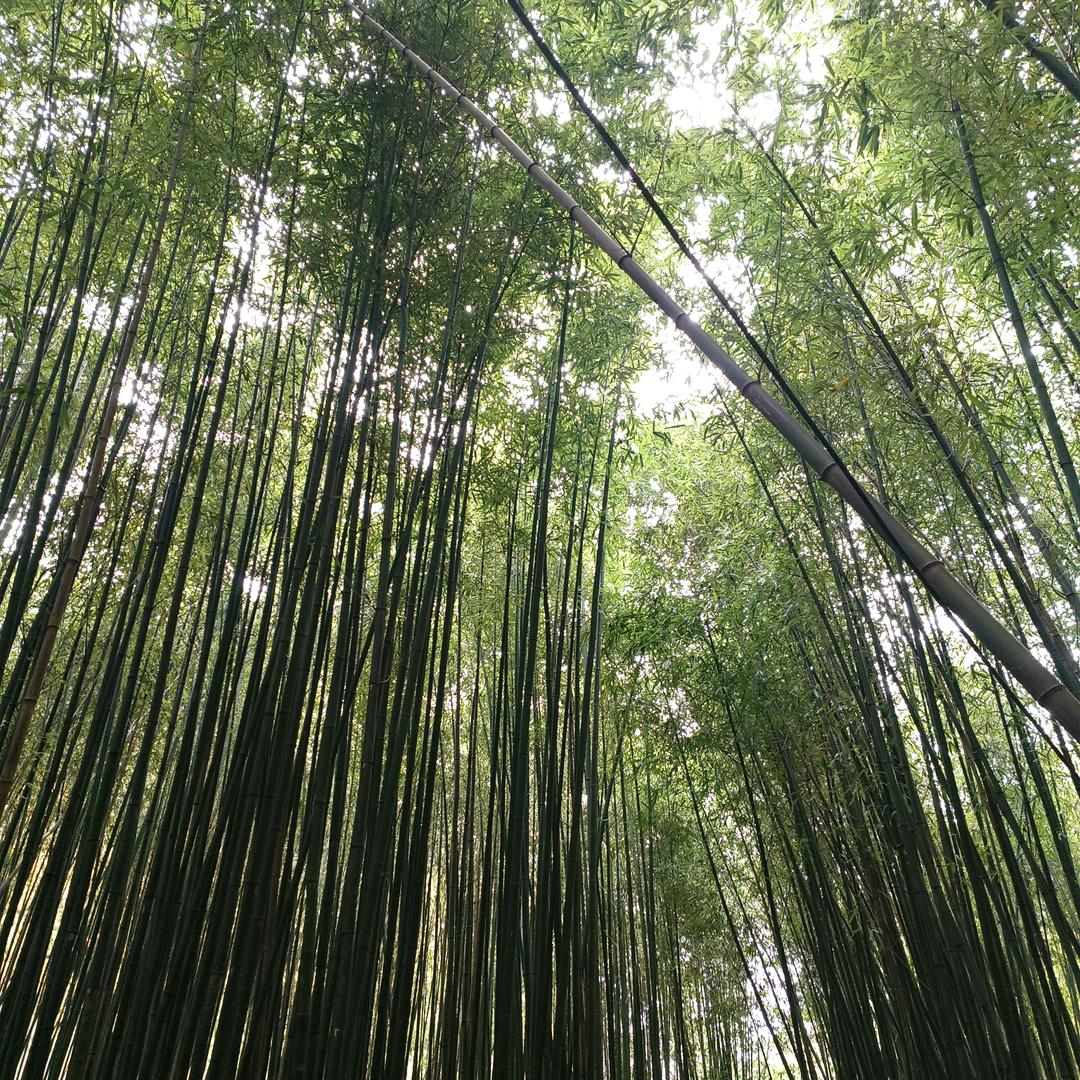 生活虽苦，记得➕糖