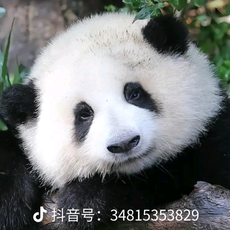 重楼醉清风🐻