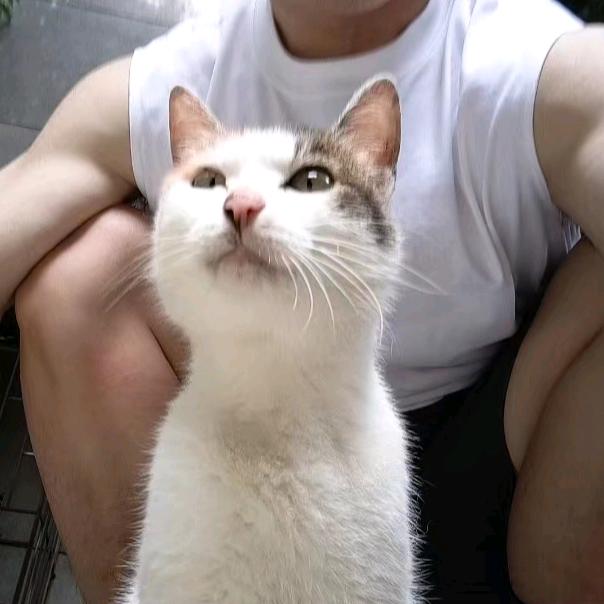 小查德