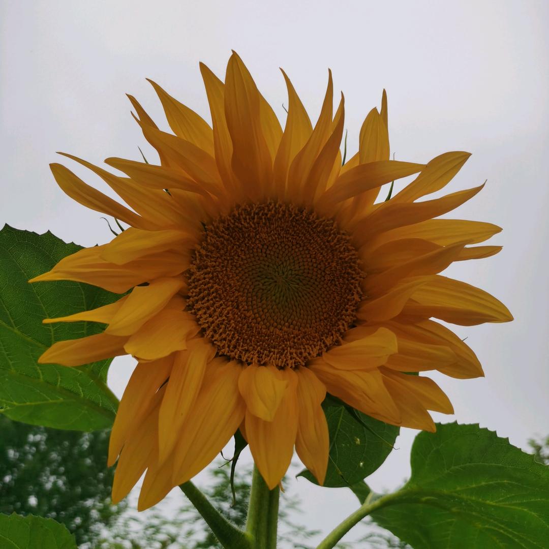 清风徐徐来