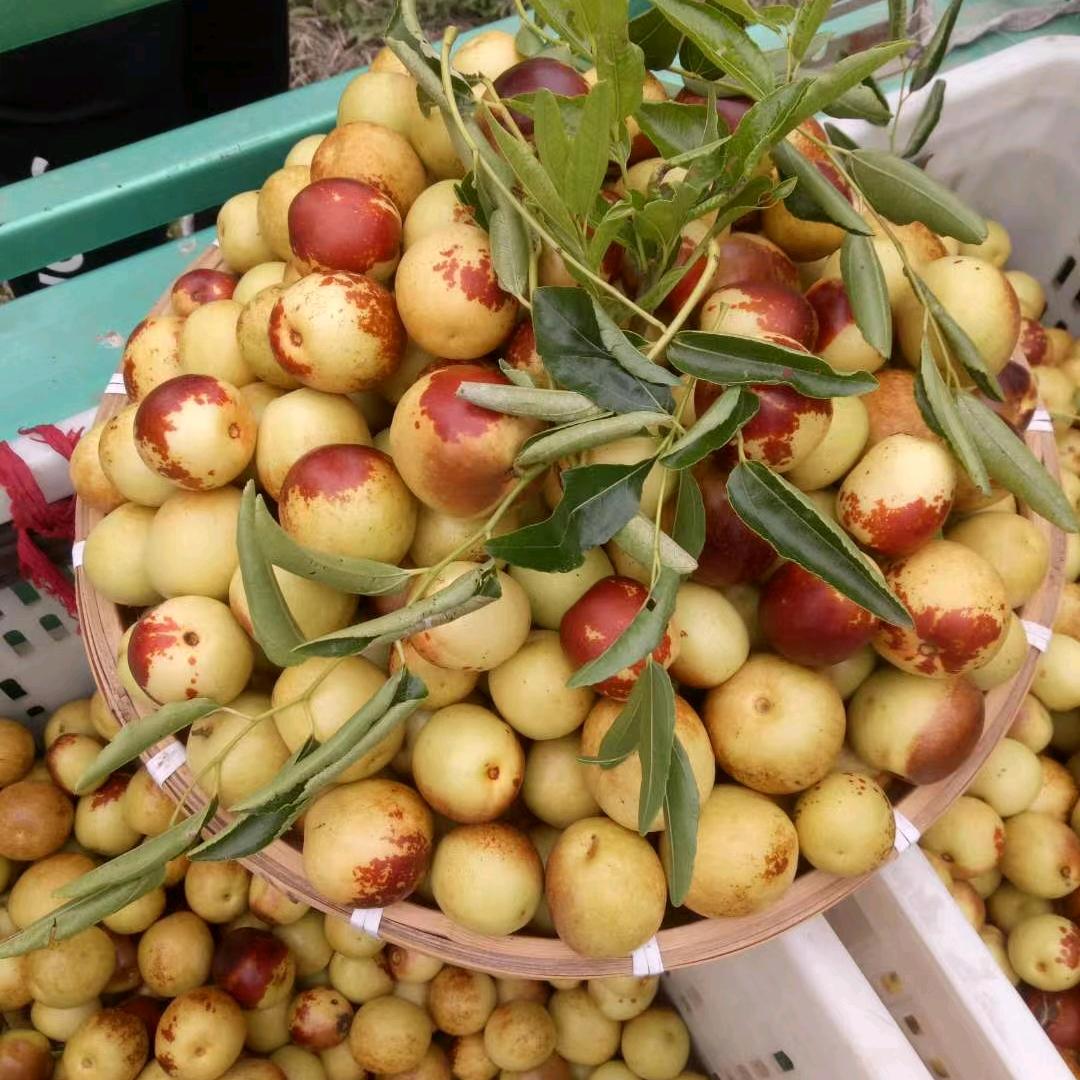 沾化冬枣种植基地🍒