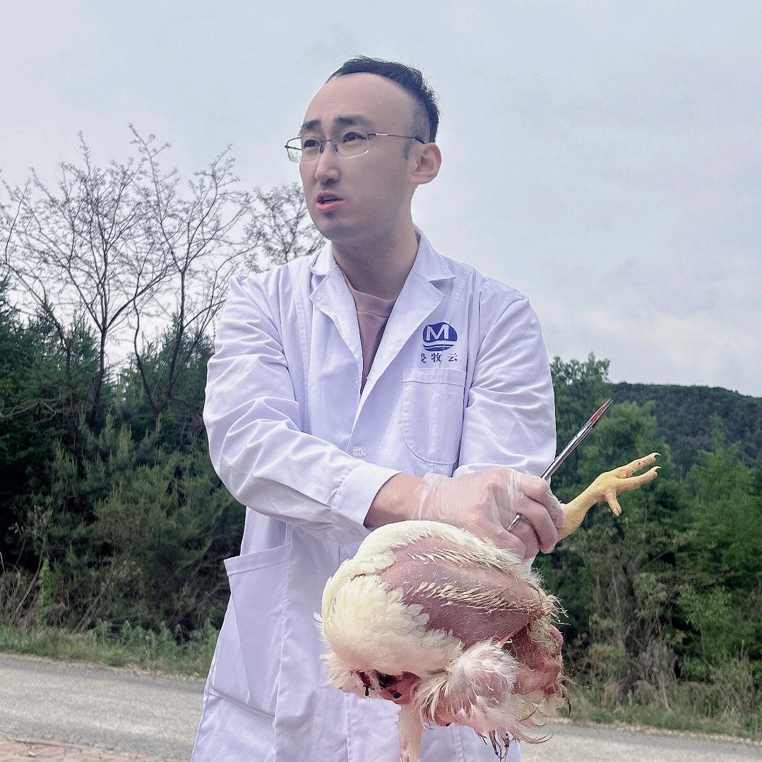 乔帮主、教养鸡