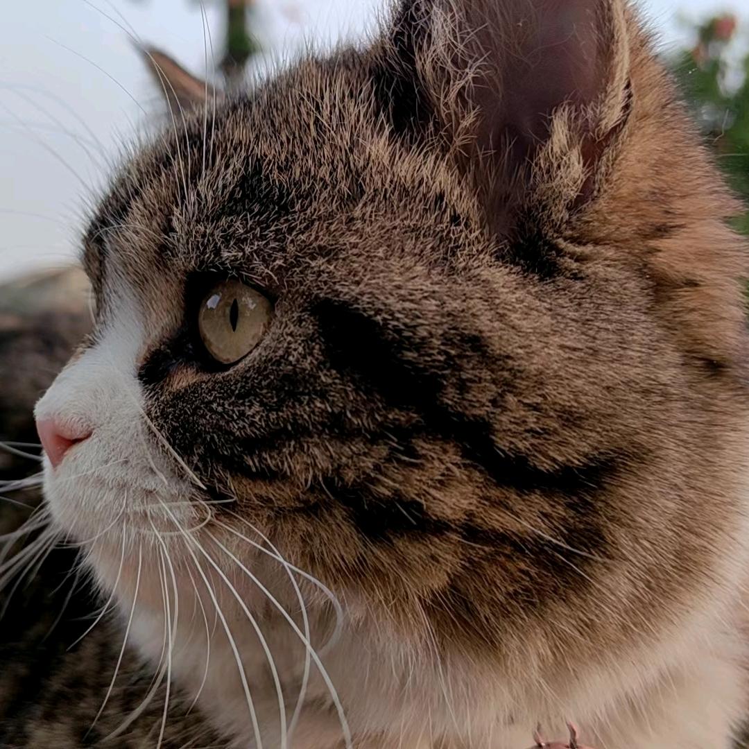陌白